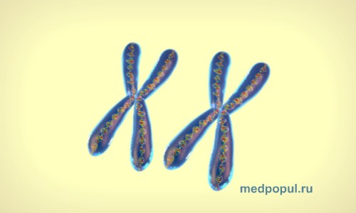 XX-женские хромосомы