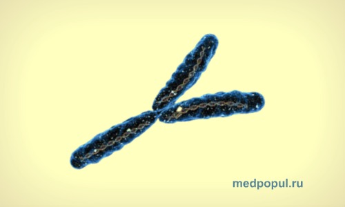Y-мужская хромосома
