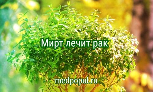 Мирт-лекарственное растение